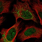 Immunofluorescent staining of human cell line U-2 OS shows localization to nucleoplasm & mitochondria.