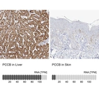 Anti-PCCB Antibody