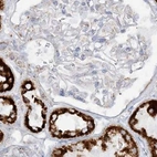 Immunohistochemical staining of human kidney using Anti-PCCB antibody HPA036940.