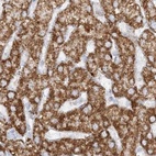 Immunohistochemical staining of human liver using Anti-PCCB antibody HPA036940.