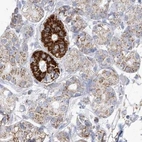 Immunohistochemical staining of human salivary gland using Anti-PCCB antibody HPA036940.