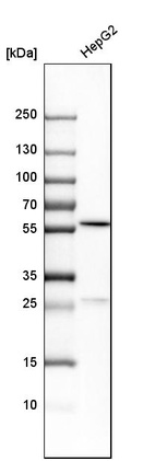 Western blot analysis in human cell line HepG2.