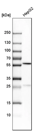 Western blot analysis in human cell line HepG2.