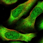 Immunofluorescent staining of human cell line U-2 OS shows localization to nucleoplasm & cytosol.