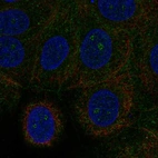 Immunofluorescent staining of human cell line MCF7 shows localization to nucleoli fibrillar center.