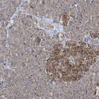 Immunohistochemical staining of human pancreas shows moderate cytoplasmic granular positivity in islets of Langerhans.
