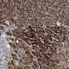 Immunohistochemical staining of human adrenal gland shows strong cytoplasmic granular positivity in glandular cells.