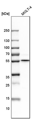 Western blot analysis in human cell line MOLT-4.