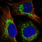 Immunofluorescent staining of human cell line U-2 OS shows localization to mitochondria.