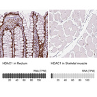 Anti-HDAC1 Antibody