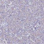 Immunohistochemical staining of human pancreas shows low expression as expected.