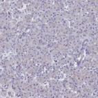 Immunohistochemical staining of human pancreas shows low expression as expected.