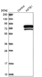 Western blot analysis in control (vector only transfected HEK293T lysate) and ASTE1 over-expression lysate (Co-expressed with a C-terminal myc-DDK tag (~3.1 kDa) in mammalian HEK293T cells, LY415490).