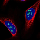 Immunofluorescent staining of human cell line U-2 OS shows localization to nucleoli.