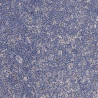 Immunohistochemical staining of human lymph node shows no positivity in non-germinal center cells as expected.