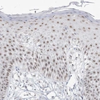 Anti-DDX50 Antibody