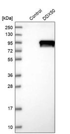 Western blot analysis in control (vector only transfected HEK293T lysate) and DDX50 over-expression lysate (Co-expressed with a C-terminal myc-DDK tag (~3.1 kDa) in mammalian HEK293T cells, LY411421).