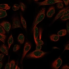 Anti-GEMIN5 Antibody