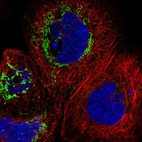 Immunofluorescent staining of human cell line A-431 shows localization to mitochondria.