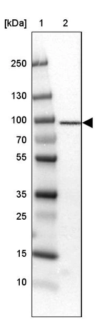 Lane 1: Marker [kDa] 250, 130, 100, 70, 55, 35, 25, 15, 10_br/_Lane 2: Human cell line U-251 MG