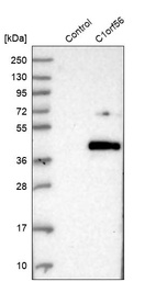 Western blot analysis in control (vector only transfected HEK293T lysate) and C1orf56 over-expression lysate (Co-expressed with a C-terminal myc-DDK tag (~3.1 kDa) in mammalian HEK293T cells, LY402623).