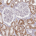 Immunohistochemical staining of human kidney shows moderate cytoplasmic positivity in cells in tubules and no positivity in cells in glomeruli as expected.