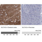 Anti-SLC1A3 Antibody