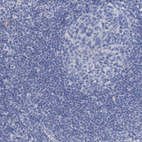 Anti-SLC1A3 Antibody