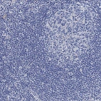 Immunohistochemical staining of human lymph node shows no positivity in non-germinal center cells.