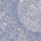 Immunohistochemical staining of human lymph node shows no positivity as expected.