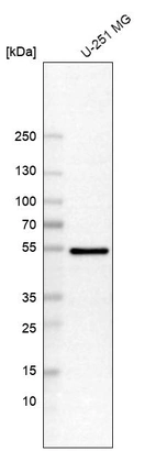 Western blot analysis in human cell line U-251 MG.