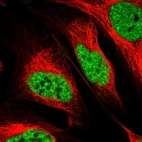Immunofluorescent staining of human cell line U-2 OS shows localization to nucleoplasm.
