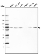 Western blot analysis in human cell line HeLa, human cell line HEK 293, human cell line A-431, human cell line HepG2, mouse cell line NIH-3T3 and rat cell line NBT-II.
