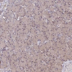 Immunohistochemical staining of human pancreas shows no positivity in exocrine glandular cells.