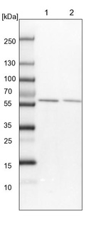Lane 1: NIH-3T3 cell lysate (Mouse embryonic fibroblast cells)_br/_Lane 2: NBT-II cell lysate (Rat Wistar bladder tumour cells)