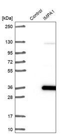 Western blot analysis in control (vector only transfected HEK293T lysate) and IMPA1 over-expression lysate (Co-expressed with a C-terminal myc-DDK tag (~3.1 kDa) in mammalian HEK293T cells, LY417241).