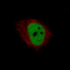Immunofluorescence staining of U-251 cells using the Anti-HDAC1 monoclonal antibody, showing specific staining in the nucleoplasm in green. Microtubule- and nuclear probes are visualized in red and blue, respectively (where available).