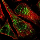 Immunofluorescent staining of human cell line U-251 MG shows localization to nucleoplasm & mitochondria.