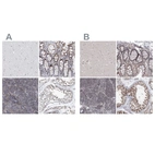 Immunohistochemical staining of human cerebral cortex, gastrointestinal, lymphoid tissues and testis using Anti-UIMC1 antibody HPA037504 (A) shows similar protein distribution across tissues to independent antibody HPA037503 (B).