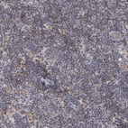 Immunohistochemical staining of human lymph node shows moderate nuclear positivity in non-germinal center cells.