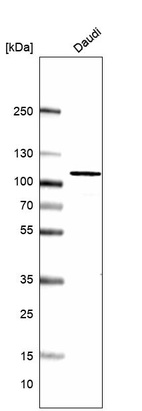 Western blot analysis in human cell line Daudi.