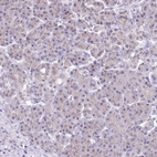 Immunohistochemical staining of human pancreas shows moderate cytoplasmic granular positivity in exocrine glandular cells.