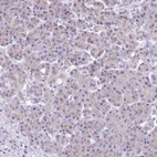 Immunohistochemical staining of human pancreas shows moderate cytoplasmic granular positivity in exocrine glandular cells.