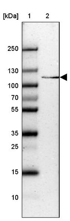 Anti-SH3BP4 Antibody