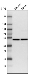 Western blot analysis in mouse cell line NIH-3T3 and rat cell line NBT-II.