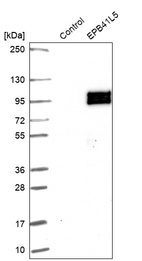 Anti-EPB41L5 Antibody