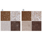 Anti-WDR37 Antibody