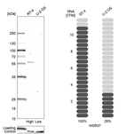 Western blot analysis in human cell lines RT-4 and U2OS using Anti-WDR37 antibody. Corresponding WDR37 RNA-seq data are presented for the same cell lines. Loading control: Anti-PFN1.