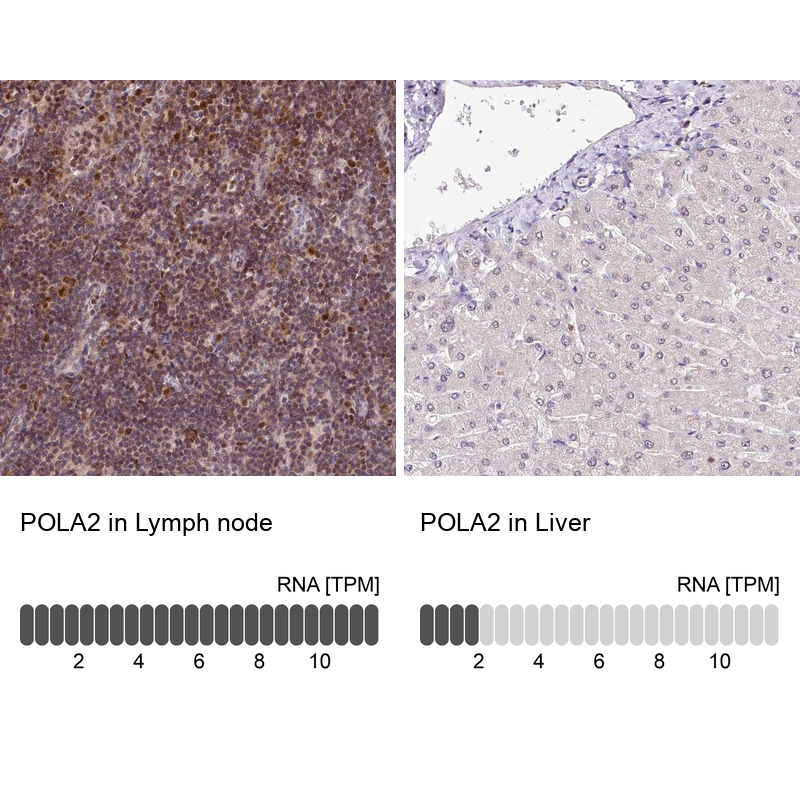 Anti-POLA2 Antibody