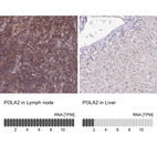 Anti-POLA2 Antibody